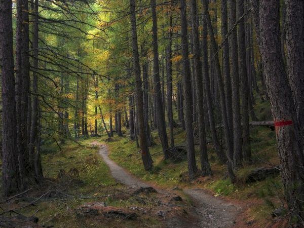 A forest path winds between tall pines with dappled sunlight peeking through, a tranquil trail inviting exploration, despite rough ground.