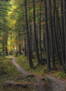 A winding forest path through tall trees, dappled light, and a quiet, mossy trail inviting a peaceful hike.